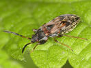 Scolopostethus thomsoni