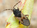 Tropistethus holosericeus