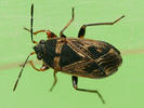 Trapezonotus desertus