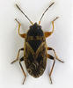 Trapezonotus dispar