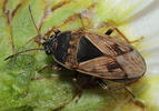 Trapezonotus ullrichi