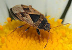 Trapezonotus ullrichi