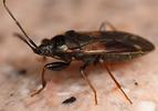 Eremocoris podagricus