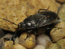 Megalonotus dilatatus