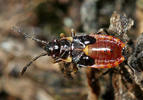 Horvathiolus superbus