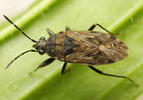 Peritrechus nubilus