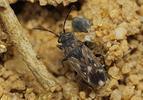 Peritrechus lundii