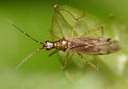 Miridae (Plant bugs)
