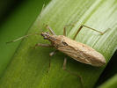 Nabidae (Damsel Bugs)