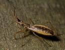 Nabidae (Damsel Bugs)