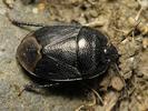 Sehirus luctuosus