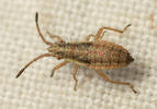 Myrmus miriformis nymph