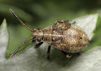 Stictopleurus punctatonervosus nymph