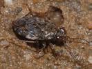 Saldula saltatoria