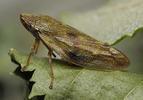 Aphrophora salicina