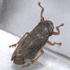 Neophilaenus exclamationis