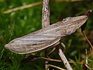 Eupelix cuspidata