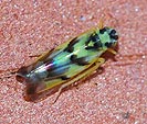 Eupteryx atropunctata