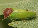 Iassus scutellaris