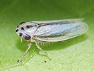 Rhopalopyx adumbrata
