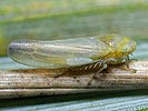 Wagneripteryx germari