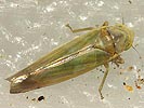 Wagneripteryx germari