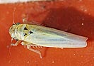 Zyginidia scutellaris