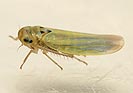 Zyginidia scutellaris