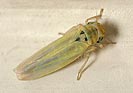 Zyginidia scutellaris