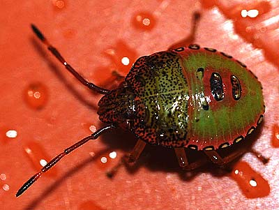 Acanthosoma haemorrhoidale nymph