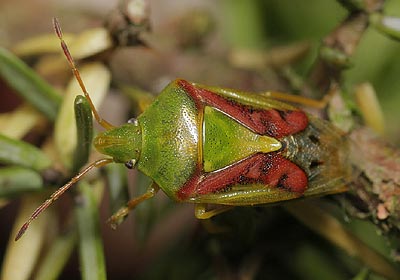 Cyphostethus tristriatus Juniper Shieldbug