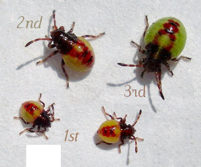 Elasmostethus intersinctus nymphs