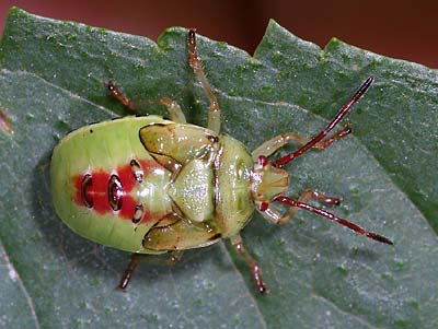 Elasmostethus intersinctus nymph