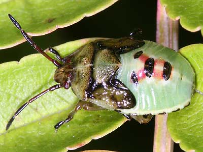 Elasmostethus intersinctus nymph