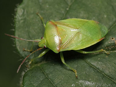 Elasmostethus intersinctus