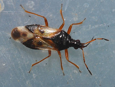 Anthocoris nemorum