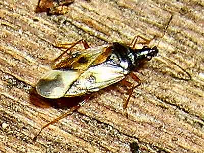Anthocoris nemorum