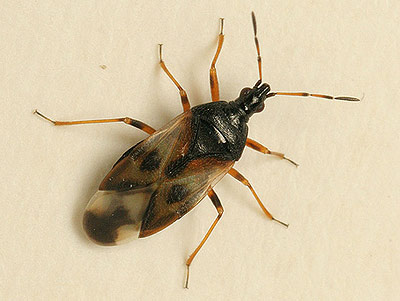 Anthocoris nemorum