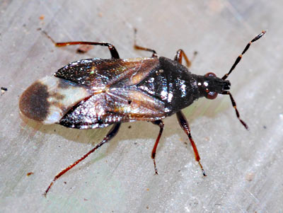 Anthocoris sarothamni