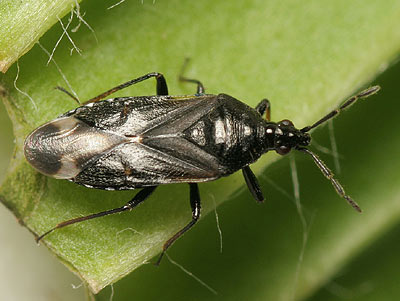Anthocoris sarothamni