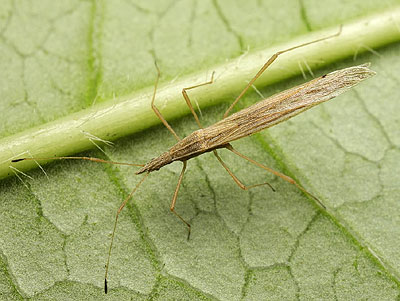 Berytinus clavipes