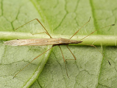 Berytinus clavipes