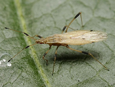 Berytinus crassipes