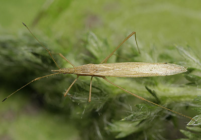 Berytinus hirticornis