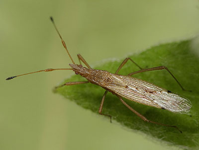 (Berytidae) Berytinus signoreti