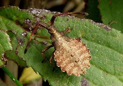 Syromastus rhombeus nymph
