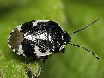 Tritomegas bicolor