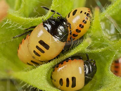Tritomegas bicolor nymph