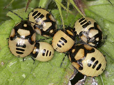 Tritomegas bicolor nymphs