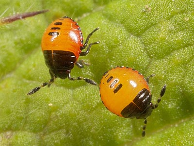 Tritomegas bicolor nymph